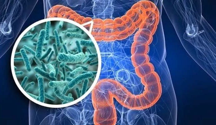 macrobiota intestinale